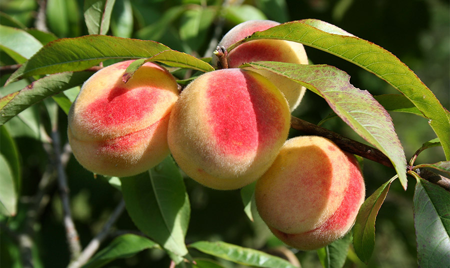 Prunus Persica PHOTO WIKIPEDIA