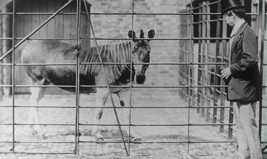 Η μόνη quagga που φωτογραφήθηκε ποτέ ζωντανή ήταν στον Ζωολογικό Κήπο του Λονδίνου. Οι πέντε φωτογραφίες της quagga, παρέχουν τη μόνη εικόνα για το πώς έμοιαζε μια ζωντανή quagga, μετά την εξαφάνιση του είδους το 1883 PHOTO WIKIPEDIA