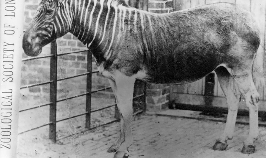 Χιλιάδες quagga έβοσκαν κάποτε στις πεδιάδες της νότιας Αφρικής και σήμερα μας υπενθυμίζουν τη σημασία της διατήρησης της άγριας ζωής. H τελευταία φωτογραφία του είδους το 1870 © ZSL London Zoo
