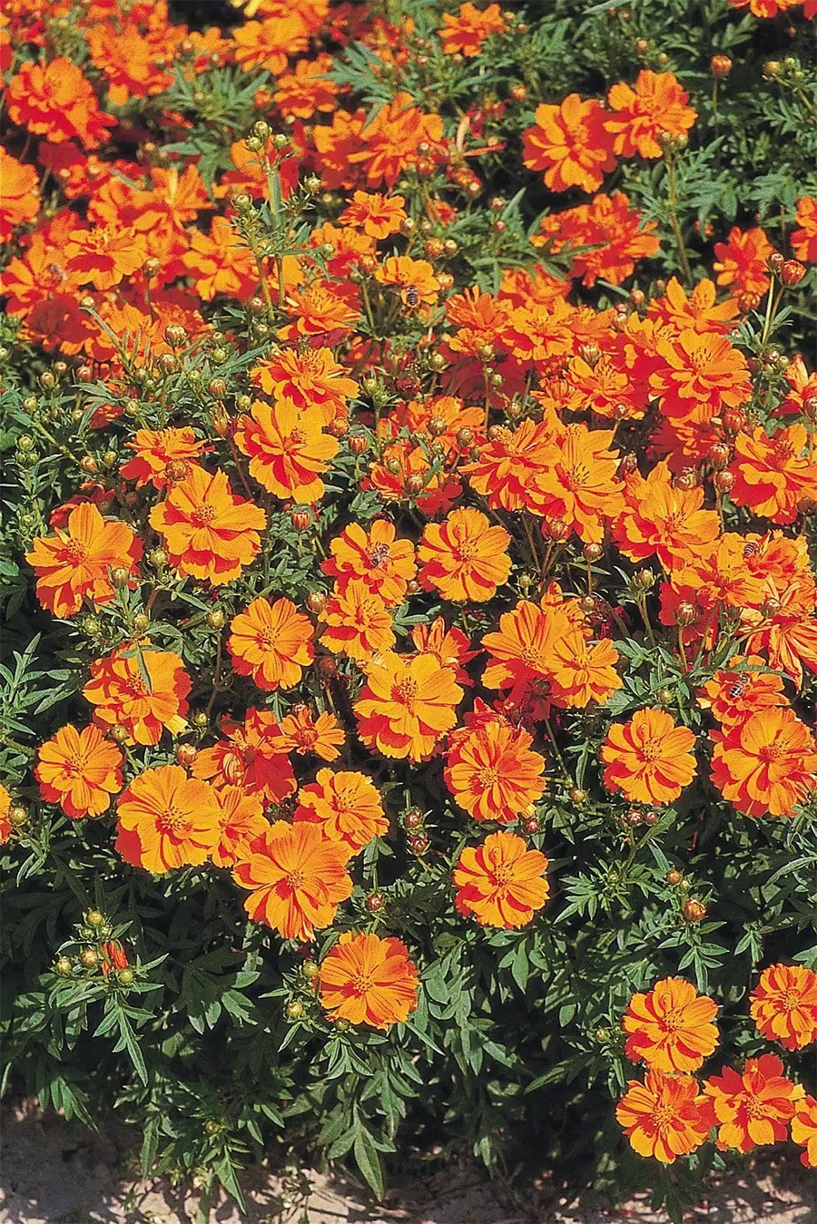 PHOTO Easyseeds.eu 