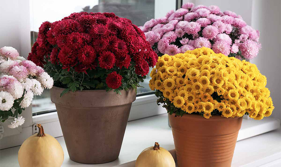 PHOTO gardenerspath.com