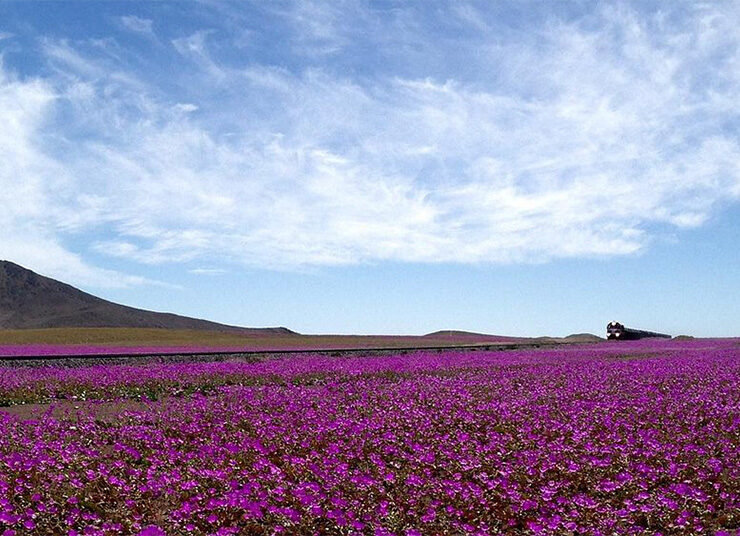 «Desierto Florido»: Όταν η πιο ξηρή έρημος του κόσμου ανθίζει με πάνω από 200 είδη λουλουδιών