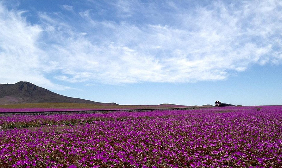 «Desierto Florido»: Όταν η πιο ξηρή έρημος του κόσμου ανθίζει με πάνω από 200 είδη λουλουδιών