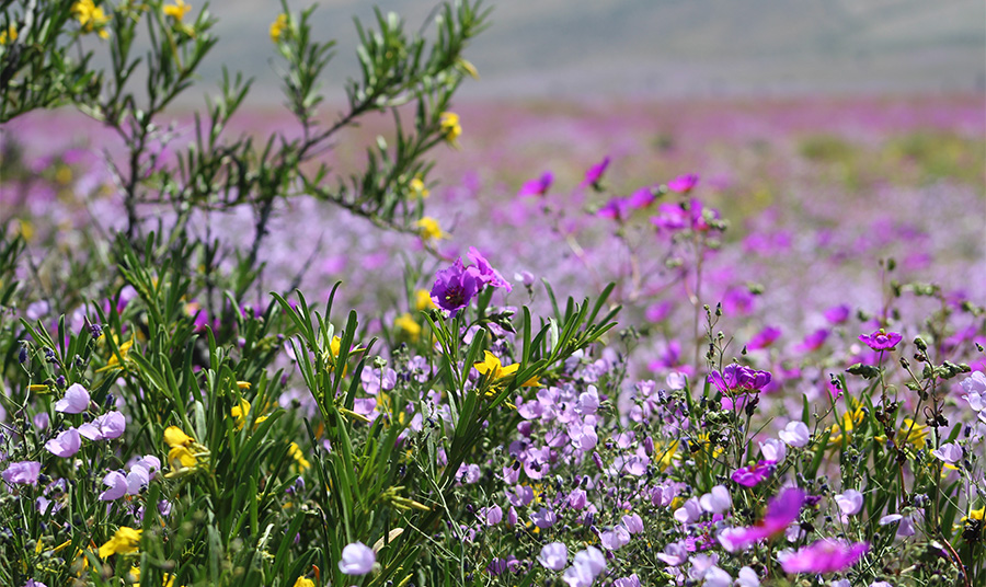 Στο Εθνικό Πάρκο Llanos de Challe PHOTO WIKIMEDIA COMMONS