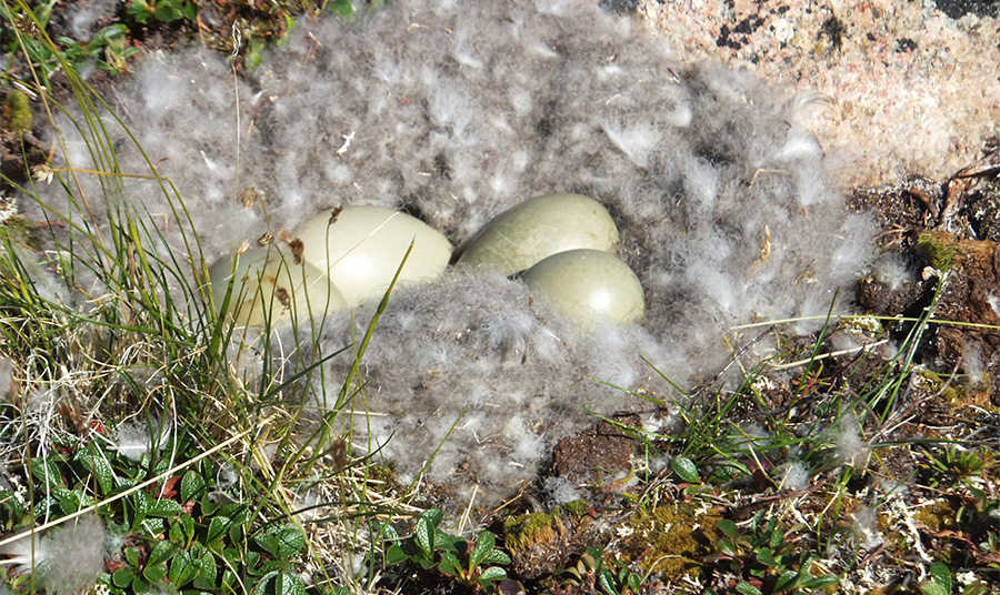 Φωλιά πάπιας Eider PHOTO WIKIMEDIA COMMONS