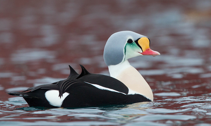 Το εντυπωσιακό αρσενικό King Eider PHOTO WIKIPEDIA