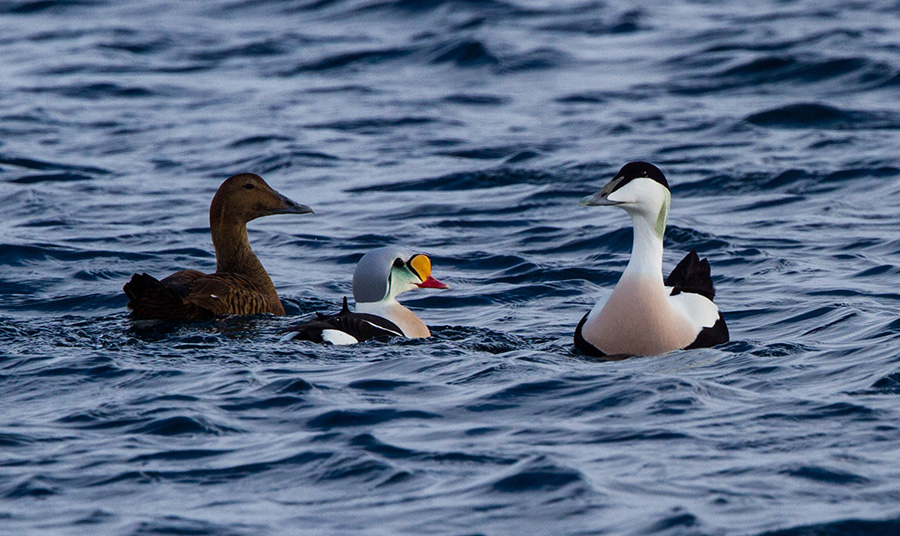 King Eider και κοινές πάπιες Eider PHOTO WIKIPEDIA