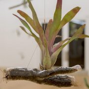 Αγάπη, φόβος, θυμός και ελπίδα: Πώς τα συναισθήματα επηρεάζουν τη δράση για το κλίμα