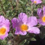 Κίστος: Το «ροζ διαμάντι» για το ανοσοποιητικό