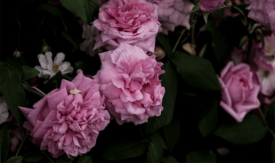 PHOTO THE SMELL OF ROSES