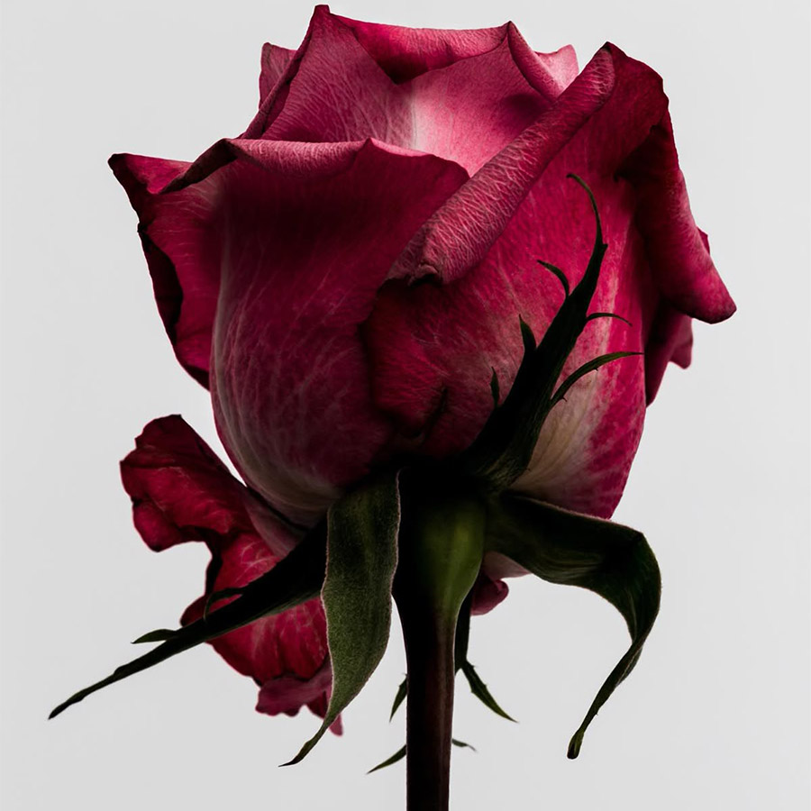 PHOTO ROSEII, PHOTOGRAPHED BY MARIO KROES VIA PINTEREST