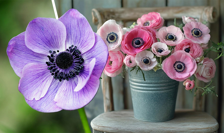 Ανεμώνη: Η κόρη του ανέμου και άλλα ενδιαφέροντα στοιχεία για το όμορφο λουλούδι