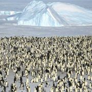 Αποικία βασιλικών πιγκουίνων στην Ανταρκτική