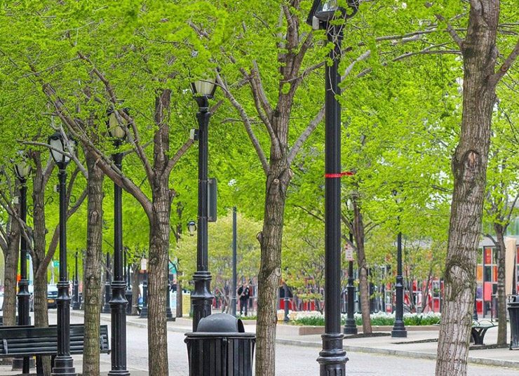 Νέα έρευνα: Περισσότερα αστικά δέντρα, λιγότεροι πρόωροι θάνατοι