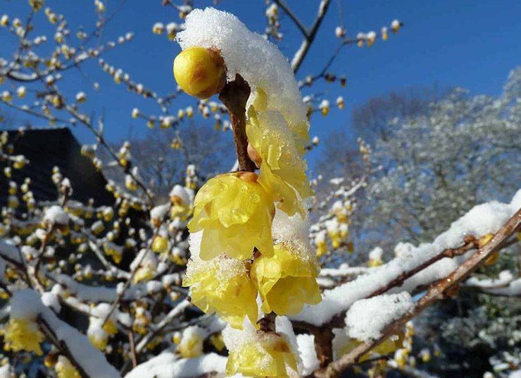 Χειμωναθός: Το τραγουδισμένο λουλούδι του χειμώνα