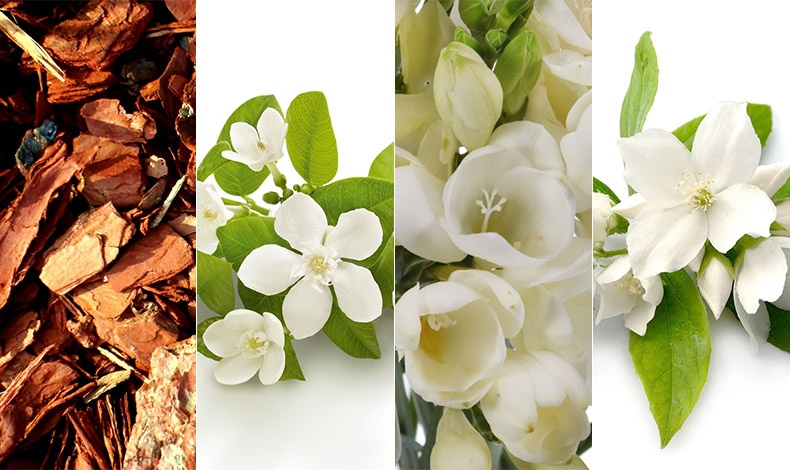 Οι ανάλαφρες υφές της νέας σειράς Crème Fraîche® de Beauté αποπνέουν ένα υπέροχο άρωμα: Με νότες φρέζιας και νεραντζιάς σε μία καρδιά από άνθη πορτοκαλιάς και γιασεμιού που ολοκληρώνεται με νότες από ξύλο κέδρου!