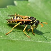 Γιατί οι σφήκες γίνονται τόσο ενοχλητικές στο τέλος του καλοκαιριού;