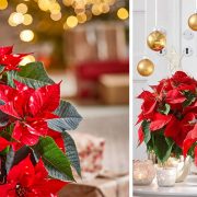 Το γιορτινό κόκκινο φυτό! Πώς να φροντίσετε σωστά τα αλεξανδρινά