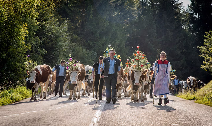 Ακολουθώντας τις παραδόσεις της χώρας στο Alpabzug in Schwarzsee PHOTO www.myswitzerland.com