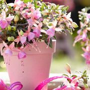 Φούξια: Τα πιο όμορφα κρεμαστά λουλουδάτα σκουλαρίκια!