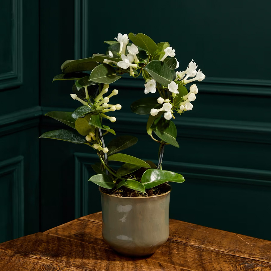 PHOTO M&S COLLECTION