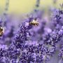Σιωπηλά χωράφια: Ένα κοκτέιλ φυτοφαρμάκων επηρεάζει τις μέλισσες σε όλη την Ευρώπη