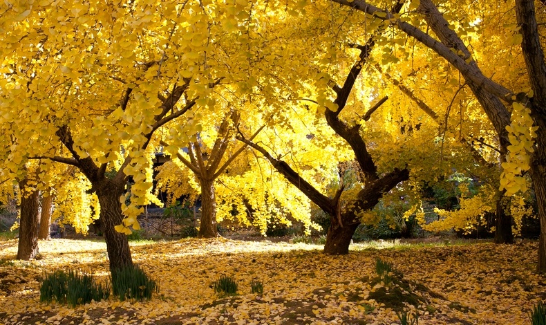 Ginkgo Biloba... Τι εξωτικό!