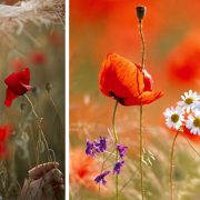 Η εφήμερη γοητεία της παπαρούνας – Το σύμβολο της ελληνικής άνοιξης