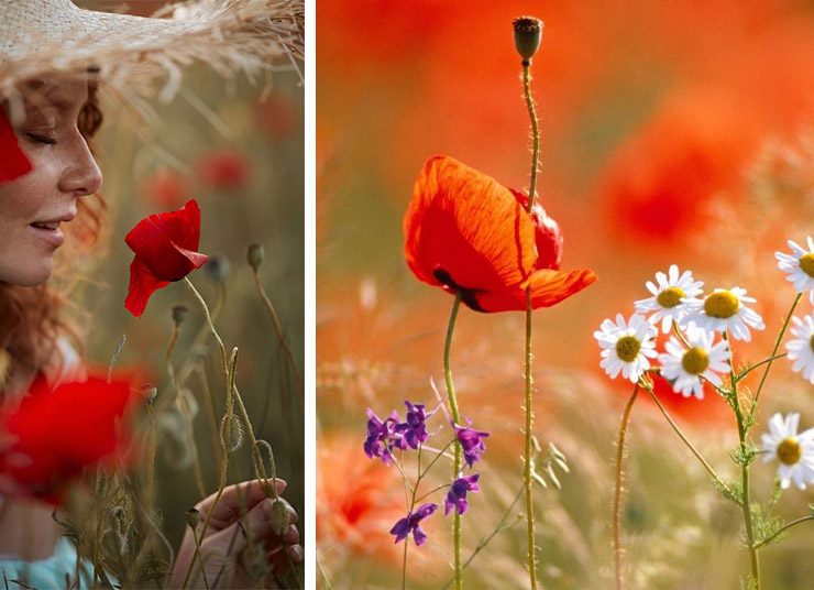 Η εφήμερη γοητεία της παπαρούνας – Το σύμβολο της ελληνικής άνοιξης