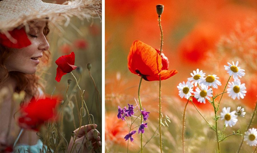 Η εφήμερη γοητεία της παπαρούνας – Το σύμβολο της ελληνικής άνοιξης