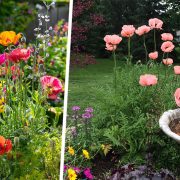 Πώς να καλλιεργήσετε παπαρούνες: Πλήρης οδηγός!