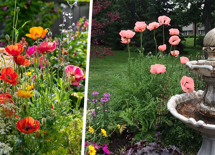 Πώς να καλλιεργήσετε παπαρούνες: Πλήρης οδηγός!