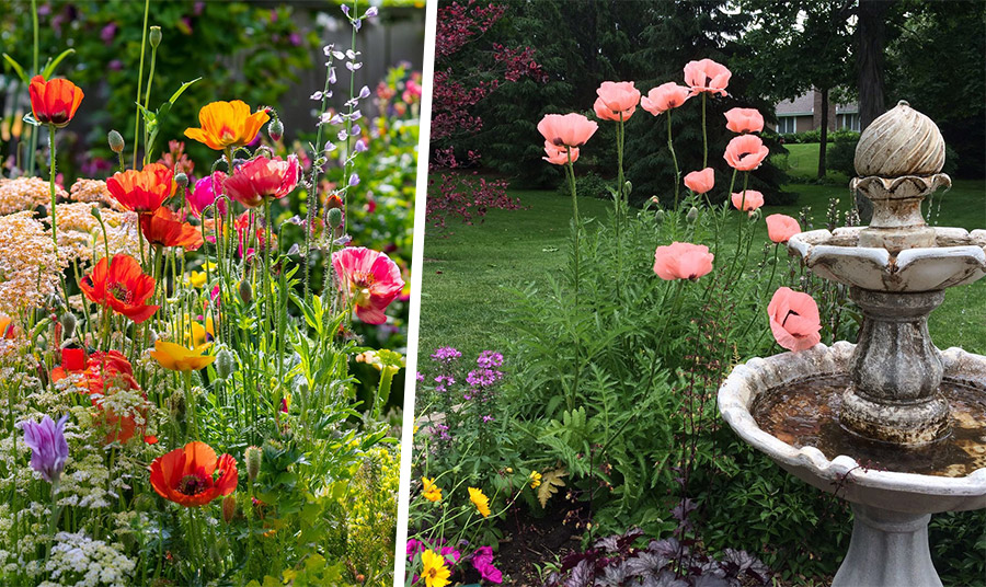 Πώς να καλλιεργήσετε παπαρούνες: Πλήρης οδηγός!