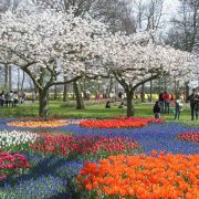 Keukenhof: Ο πιο λουλουδένιος κήπος στον κόσμο