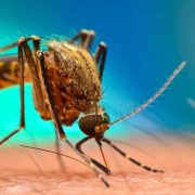 Φλόριντα: Θα απελευθερώσουν 750 εκατομμύρια γενετικά τροποποιημένα κουνούπια