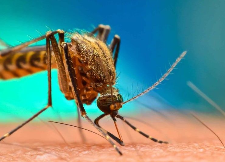 Φλόριντα: Θα απελευθερώσουν 750 εκατομμύρια γενετικά τροποποιημένα κουνούπια