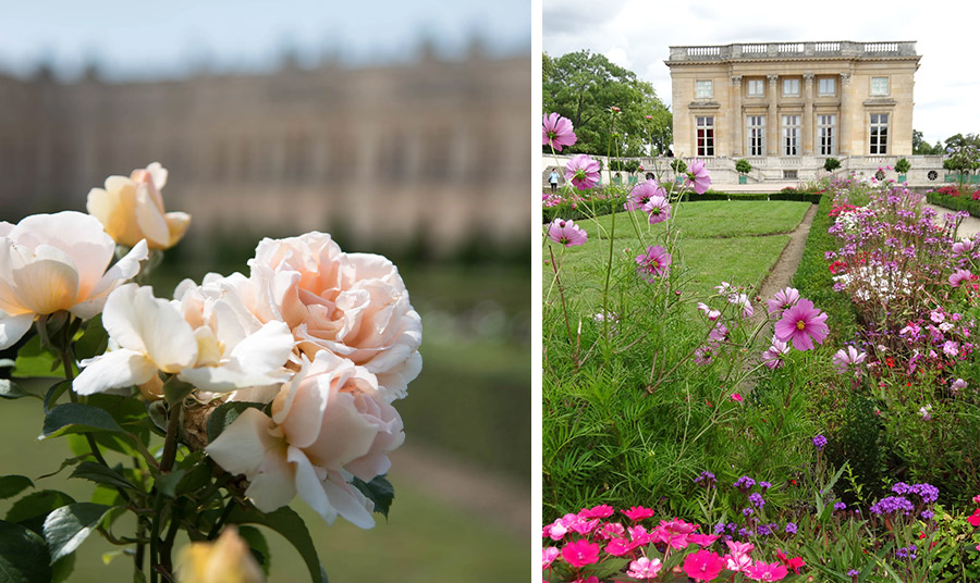 Τριαντάφυλλα από τους κήπους των Βερσαλλιών PHOTO www.roseandivyjournal.com / // Κήποι στο Petit Trianon