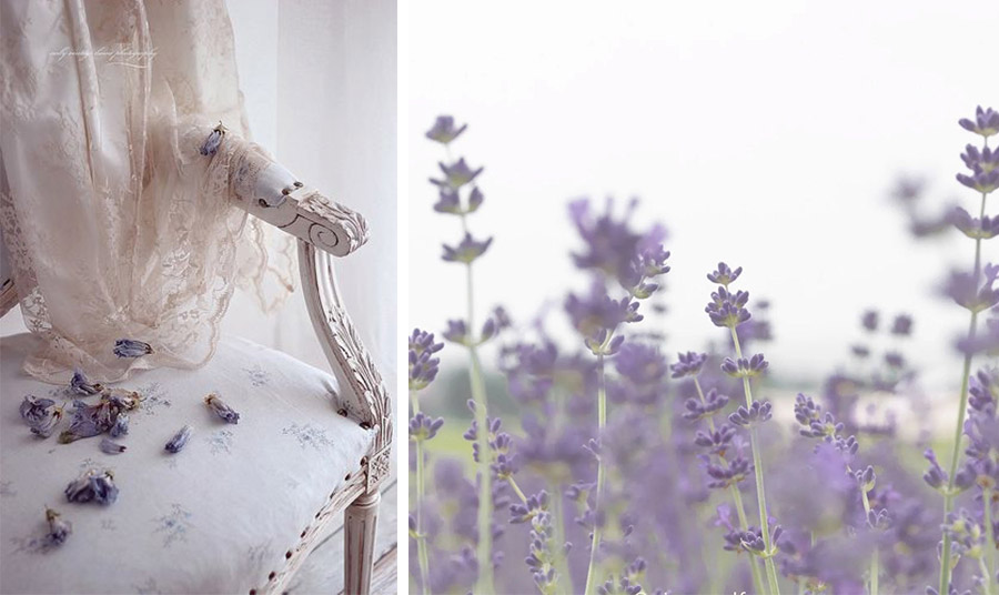 Η λεβάντα, που συνδέεται με την ηρεμία, μπορεί να ήταν η τελευταία πράξη ανυπακοής της – μια ήσυχη επιβεβαίωση αξιοπρέπειας PHOTOS VIA PINTEREST