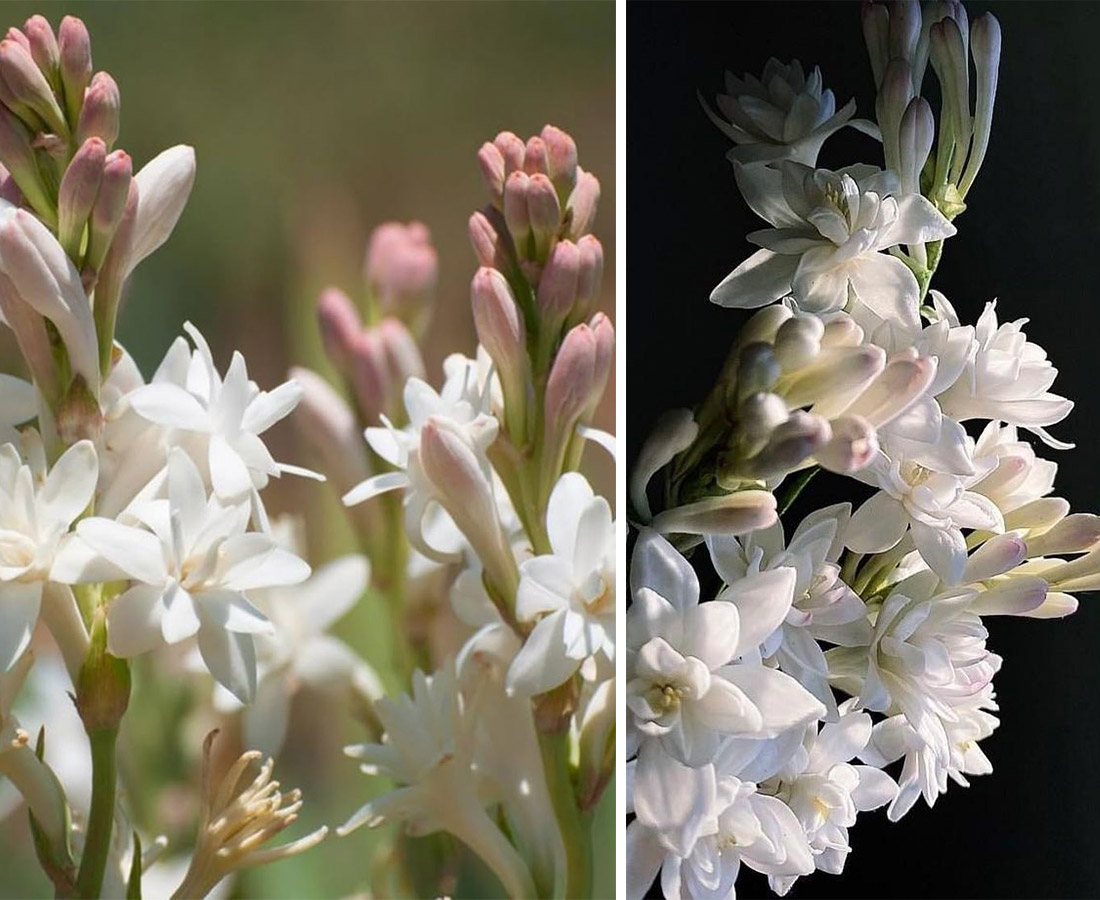 Η τουμπερόζα συμβόλιζε τον αισθησιασμό, τα λευκά πέταλά της ανέδιδαν ένα άρωμα τόσο πλούσιο, τόσο μεθυστικό, που θεωρούνταν επικίνδυνο και φυσικά η Μαρία Αντουανέτα το λάτρευε  PHOTOS VIA PINTEREST