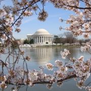 Φέτος, οι κερασιές θα ανθίσουν στην Ουάσιγκτον από τις 20 Μαρτίου έως τις 12 Απριλίου