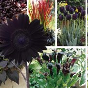 «Σκοτεινός» κήπος: Η ασύγκριτη γοητεία για όσους λατρεύουν… το μαύρο!