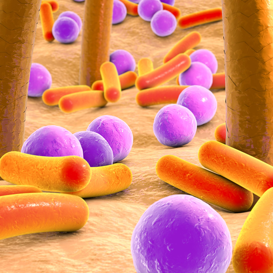 © ILLUSTRATION MICROBIOME SOCIETY