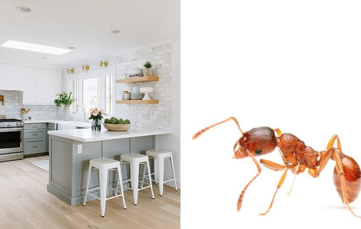 Απαλλαγείτε από τα μυρμήγκια στην κουζίνα χωρίς χημικά!