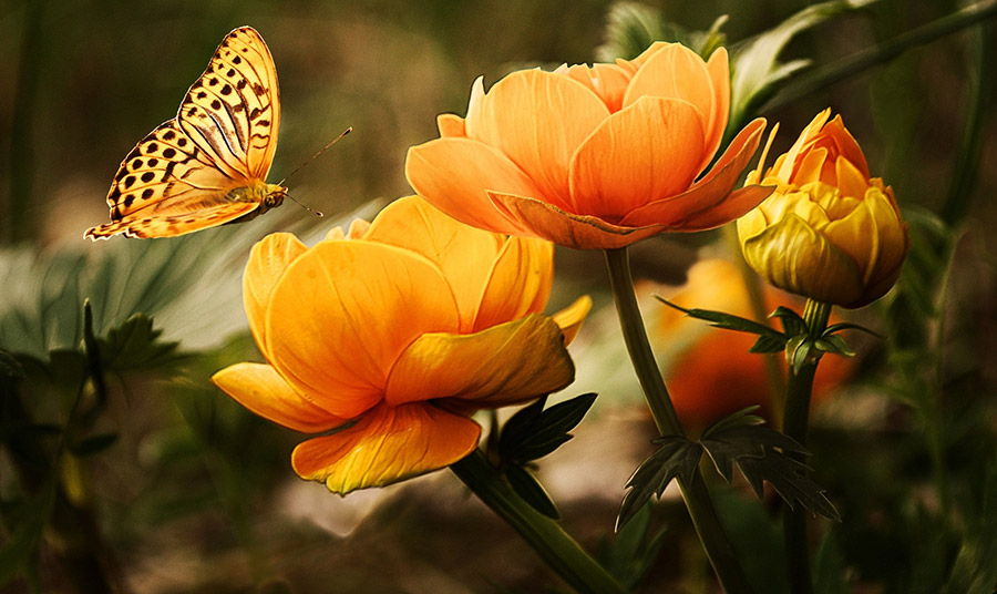 Οι πεταλούδες ελκύονται κυρίως από τα ελαφριά γλυκά αρώματα