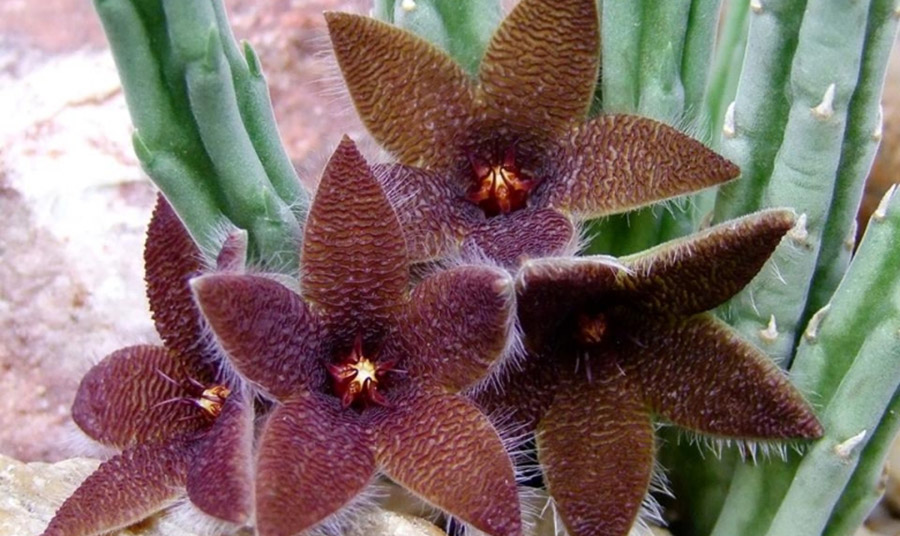 Το African Stapelia είναι ένα άλλο παράδειγμα λουλουδιού με δυσάρεστη μυρωδιά 