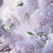 Nick Knight: Η συγκλονιστική έκθεση «Roses from my Garden» και οι συμβολισμοί του τριαντάφυλλου