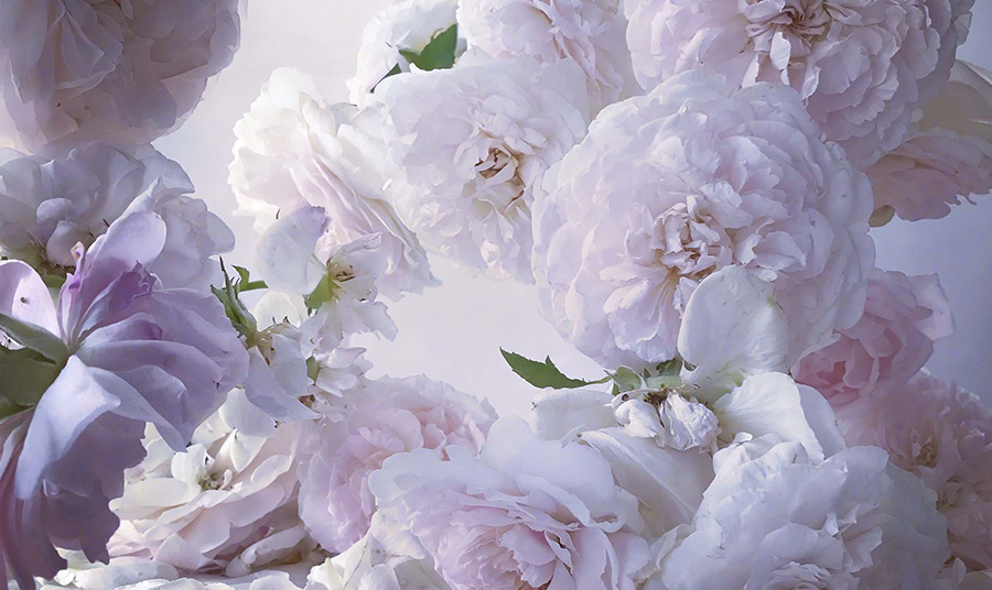 Nick Knight: Η συγκλονιστική έκθεση «Roses from my Garden» και οι συμβολισμοί του τριαντάφυλλου