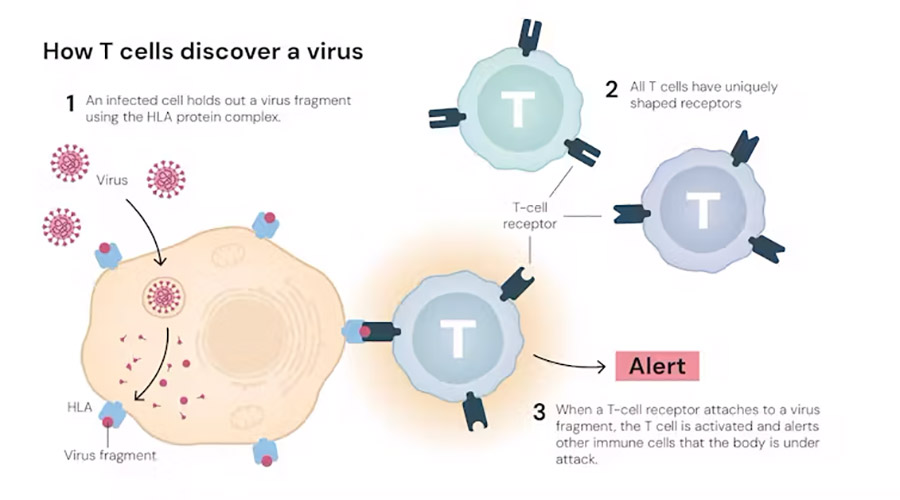 © The Nobel Committee for Physiology or Medicine. Ill. Mattias Karlén, CC BY-NC