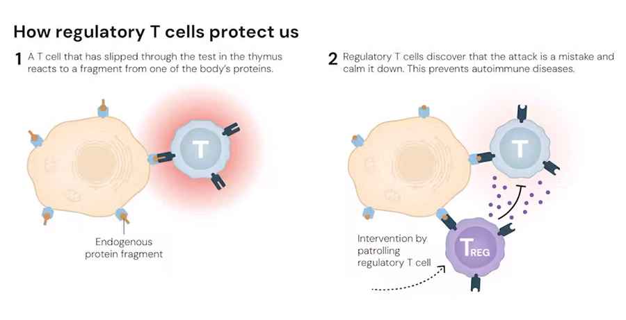 © The Nobel Committee for Physiology or Medicine. Ill. Mattias Karlén, CC BY-NC