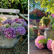 Ορτανσία Φοβοειδής (Hydrangea Paniculata): Από τον κήπο στο βάζο